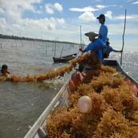 Lima Klaster Budidaya Rumput Laut, Mesin Penggerak Ekonomi Pesisir NTT