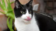 Kucing merupakan satu-satunya hewan yang mendengkur tak hanya saat tidur tapi juga saat mereka bahagia atau merasa nyaman dengan belaian dari pemiliknya.