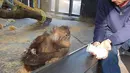 Sebuah rekaman menunjukkan, seekor Orangutan tampak memandang heran saat menyaksikan trik sulap sederhana yang dilakukan salah seorang pengunjung di sebuah kebun binatang di Amerika Serikat. (dailymail.co.uk)