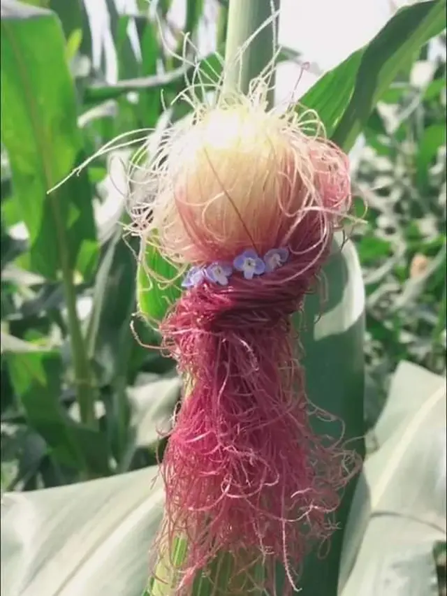 Unik, Begini Jadinya Kalau Rambut Jagung Ditata Layaknya Manusia