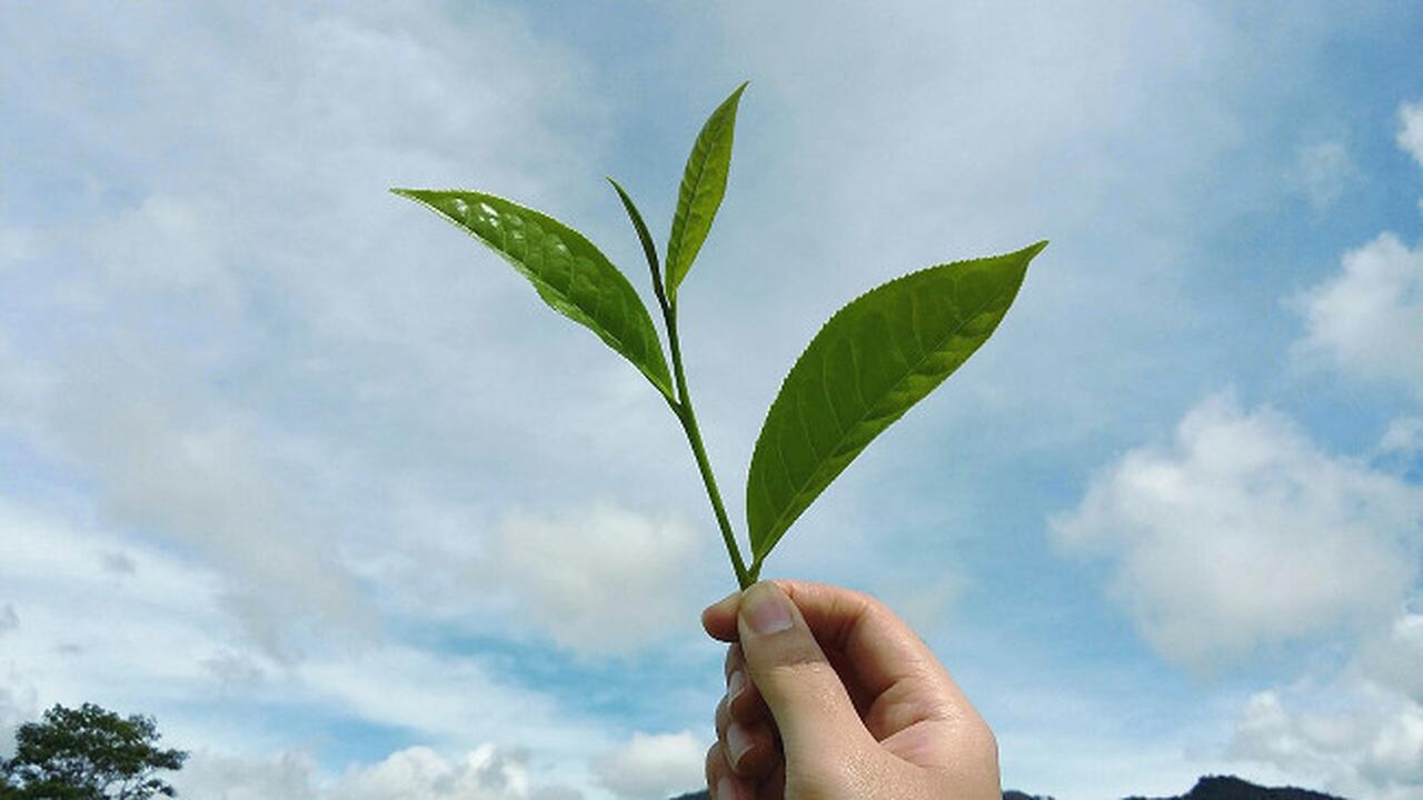 Potensi Teh Hijau di Indonesia