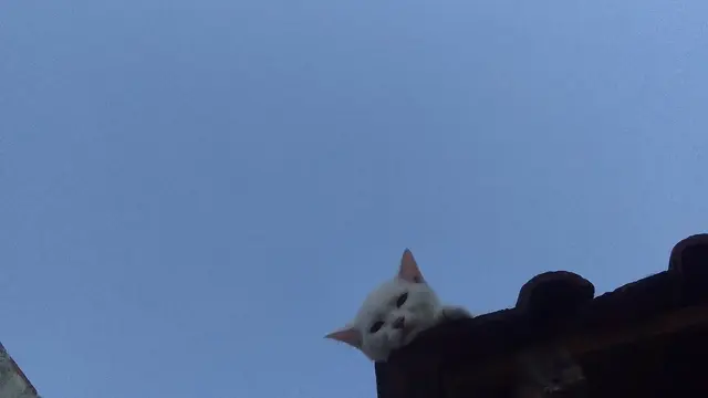 6 Potret Kucing Nyantai di Atap Rumah, Sering Dikira Hilang karena Enggak Pulang