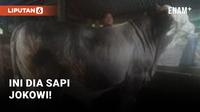Sapi Jokowi Untuk Idul Adha 2022
