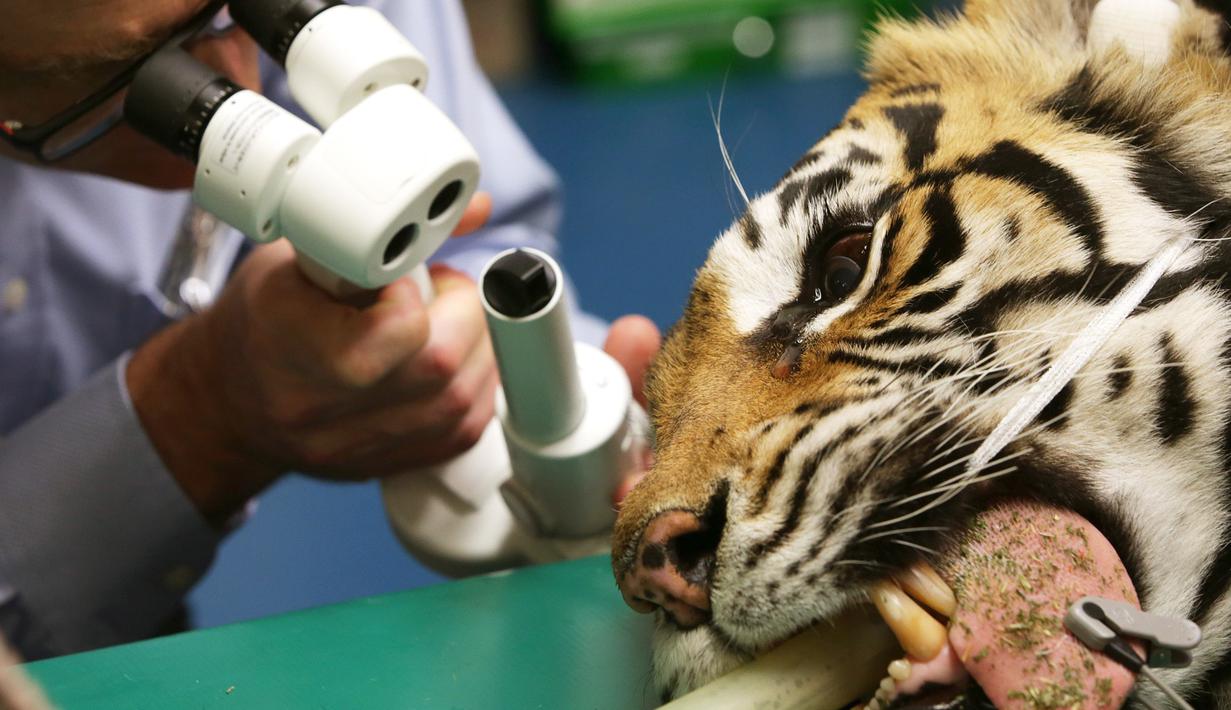 Petugas medis memeriksa mata harimau Bengal saat menjalani operasi mata ringan di Rumah Sakit Universitas Kedokteran Hewan di Camden, Sydney, Australia, Rabu (16/11). (AFP Photo/Toby Zerna)