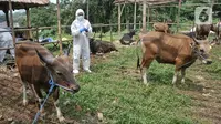 Jelang Idul Adha, Tim Karantina dari Kementerian Pertanian mulai melakukan pemeriksaan kesehatan hewan kurban. (merdeka.com/Iqbal S. Nugroho)
