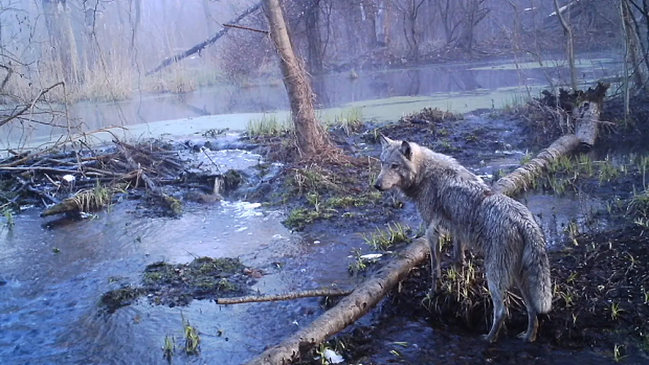 [Bintang] Chernobyl, Zona Eksklusif Bagi Satwa Liar Tanpa Kehadiran Manusia