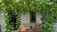 7 Tanaman Sayur Merambat yang Tidak Merusak Dinding Rumah, Aman, Cantik, dan Bisa Dipanen!