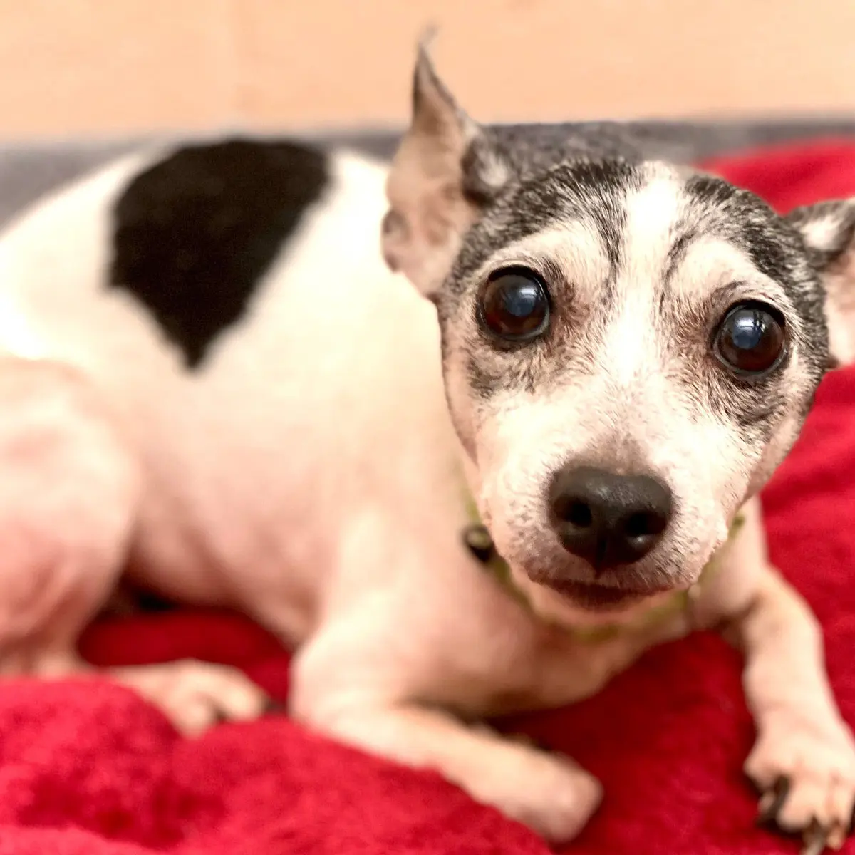 Hilang Selama 12 Tahun, Anjing Ini Kembali ke Pemiliknya - Citizen6  Liputan6.com