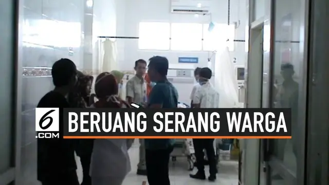 Empat ekor beruang menyerang warga di Jambi saat berada dalam hutan. Ahmad Syafi'i korban keganasan beruang mengalami luka robek dibagian kepala, tangan dan kaki.