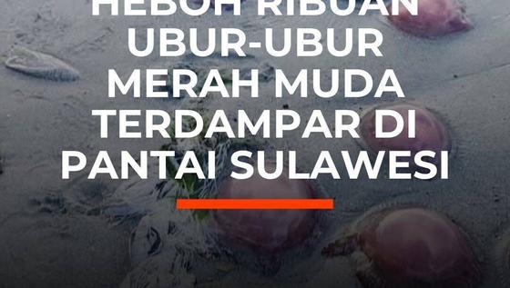 Heboh Ribuan Ubur-Ubur Merah Muda Terdampar di Pantai Sulawesi