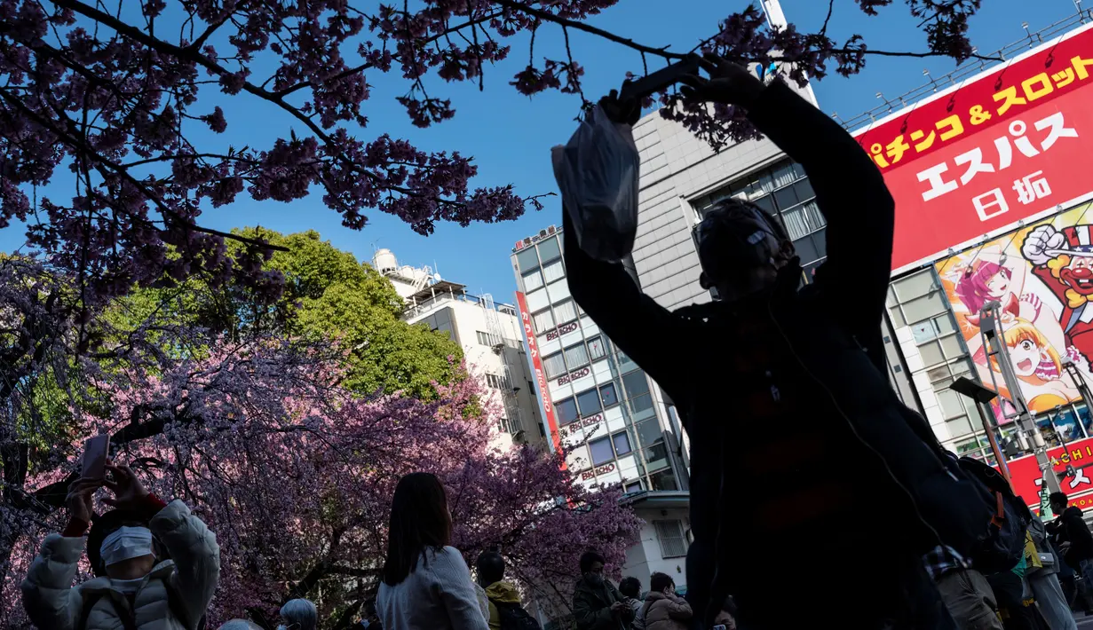 Mekarnya bunga sakura secara tradisional dirayakan dengan hanami, atau pesta melihat bunga sakura, dengan piknik - dan terkadang pesta minuman keras - yang diselenggarakan di bawah pepohonan. (Photo by Richard A. Brooks / AFP)