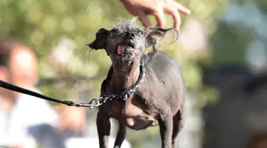 SweepeeRambo, anjing Chinese Crested berusia 16 tahun, saat mengikuti Kontes Anjing Terjelek di Dunia, di Petaluma, California, Jumat (26/6/2015). (AFP PHOTO/JOSH Edelson)