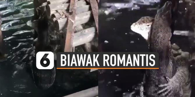 VIDEO: Syahdu, Aksi Romantis Diperlihatkan Oleh Dua Biawak Ini