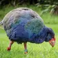 Burung Takahē kuno. (sumber: oleh Kathrin Stefan Marks berlisensi CC di Flickr)