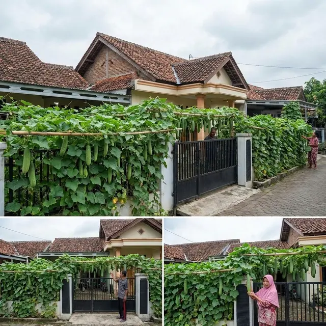 Menanam mentimun di pagar rumah (Gemini AI)