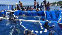 Tagging Satelit Hiu Paus di Gorontalo, Langkah Nyata Lindungi Rhincodon Typus