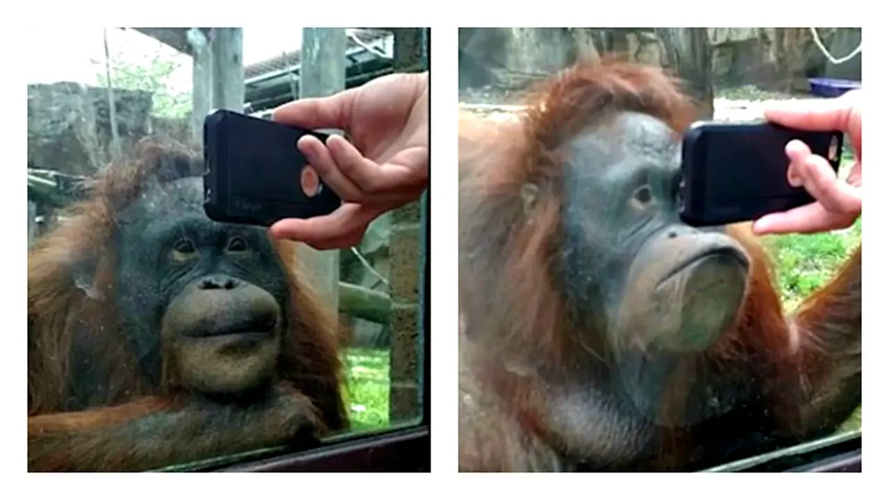 Ketika Orangutan Terkesima Menonton Video Orangutan