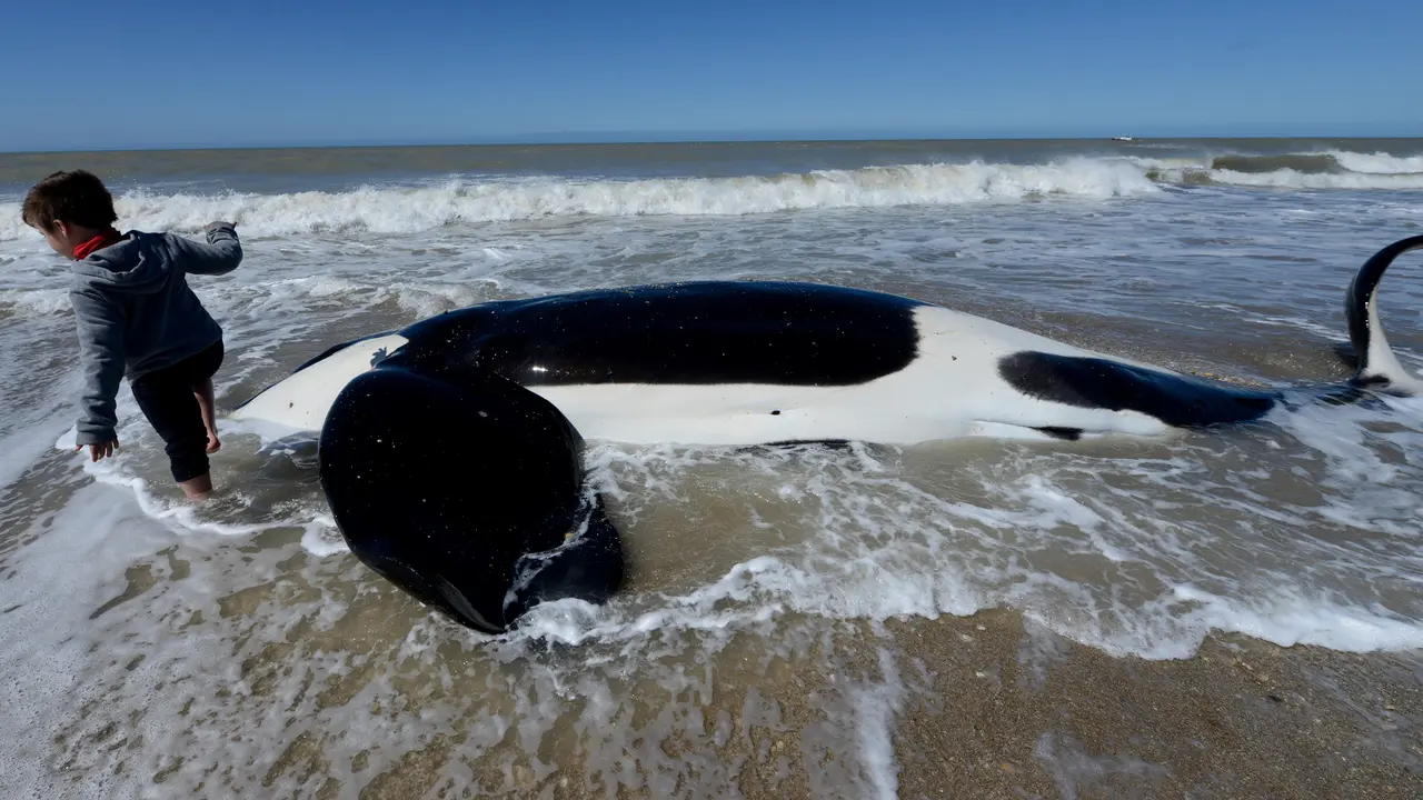 Paus Orca