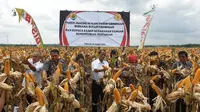 Kabupaten Grobogan merupakan salah satu lumbung jagung nasional, dengan produksi jagung menyumbang 29,3 % dari produksi jagung Jawa Tengah dan 2,8 % untuk nasional.