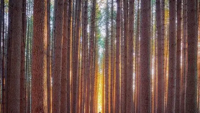 Sederet Hutan Pinus Paling Memukau di New South Wales, Australia