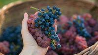 Buah anggur ternyata bisa memberi sejuta manfaat untuk rambut. (Foto: unsplash.com)
