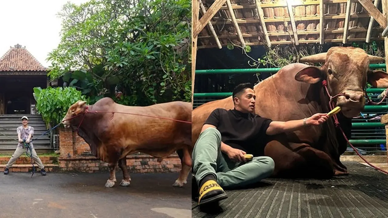 6 Potret Kebersamaan Irfan Hakim dengan Sapi Kurban dari 2019 Hingga Kini