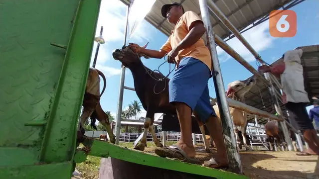 Pengiriman sapi dari Sulawesi Tengah ke Kalimantan.