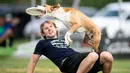 Seekor anjing melompat di atas pemiliknya saat mengikuti kompetisi freestyle di turnamen frisbee anjing di Erfstadt, Jerman (3/6). Dalam kompeitisi ini para anjing menunjukkan ketangkasan dan keterampilannya menangkap frisbee. (AFP/dpa/Marius Becker)