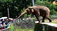 Meski telah dihimbau untuk tidak memberikan makanan pada binatang peliharaan, para pengunjung tetap saja nekat member makan seekor gajah (Liputan6.com/ Andrian Martinus Tunay)