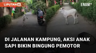 Aksi seekor anak sapi berkeliaran di jalanan perkampungan mengundang perhatian