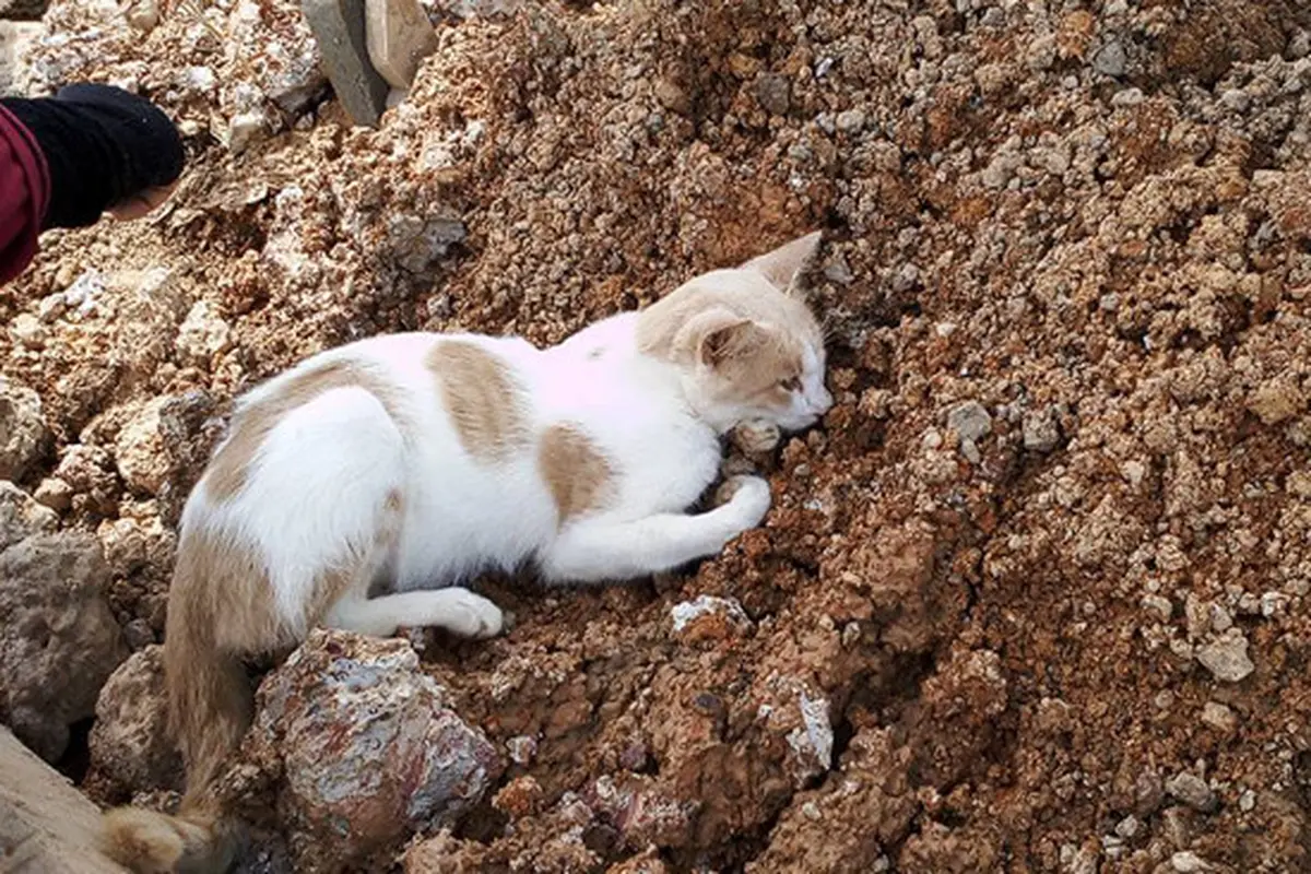 Kisah Haru Abang, Kucing yang Meriundukan Saudaranya yang Mati