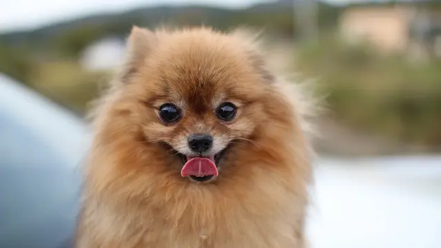 Pomeranian