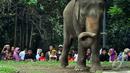 Pengunjung saat melihat satwa gajah di Taman Margasatwa Ragunan (TMR), Jakarta, Kamis (25/12/2014). (Liputan6.com/Miftahul Hayat)