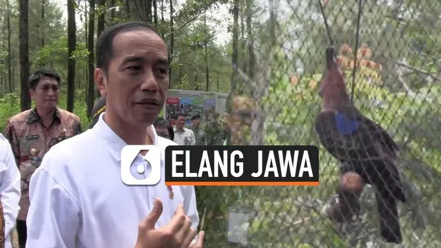 Presiden Joko Widodo atau Jokowi mengunjungi Taman Nasional Gunung Merapi Jurang Jero, Kabupaten Magelang, Provinsi Jawa Tengah, Jumat (14/2/2020). Dalam kesempatan itu, Jokowi juga melepasliarkan sepasang elang Jawa.