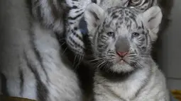 Salah satu dari tiga anak harimau putih berdiri di dekat induk mereka, Orissa, di taman zoologi Amneville, Prancis timur laut pada 9 Maret 2020. Tiga ekor harimau putih itu lahir pada 5 Januari 2020 lalu dengan dua ekor berjenis jantan dan seekor betina. (JEAN-CHRISTOPHE VERHAEGEN / AFP)