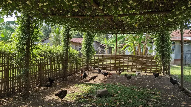 Tanaman Peneduh Alami untuk Kebun Ayam Tanaman Merambat