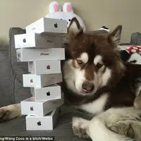 Coco, anjing yang mendapat hadiah 8 buah iPhone 7. (Weibo)