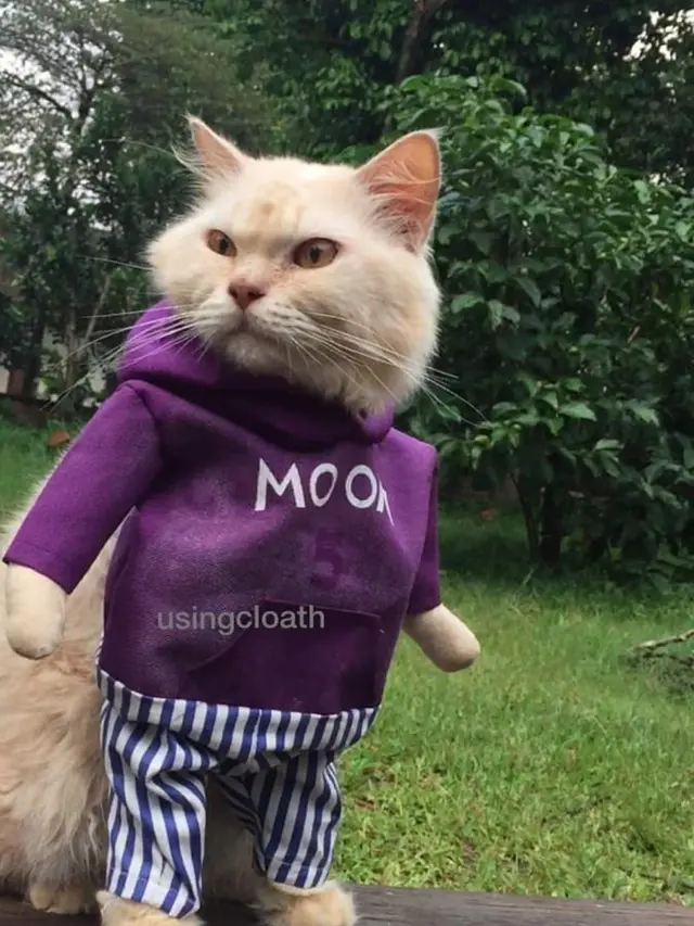 Pakaian Kucing Fredi Lugina