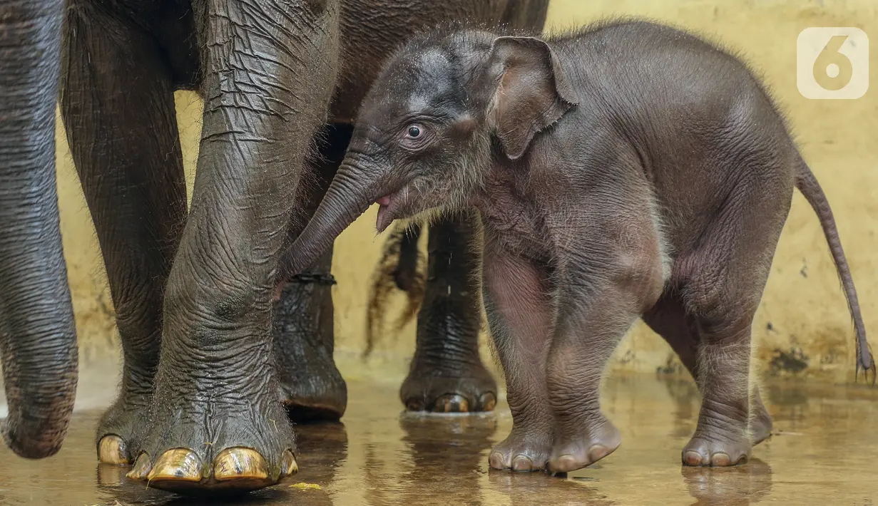 Bayi gajah, Covid yang berusia 1 bulan saat bersama induk gajah betina, Nina di Taman Safari Indonesia Cisarua, Bogor, Jawa Barat, Rabu (27/5/2020). Gajah Covid yang lahir pada masa pandemi Covid-19 merupakan keberhasilan pengembangbiakan satwa melalui program konservasi. (Liputan6.com/Fery Pradolo)