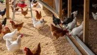 6 Desain Kandang Ayam dengan Sistem Pakan Otomatis Tanpa Listrik, Solusi Modern Peternak Rumahan