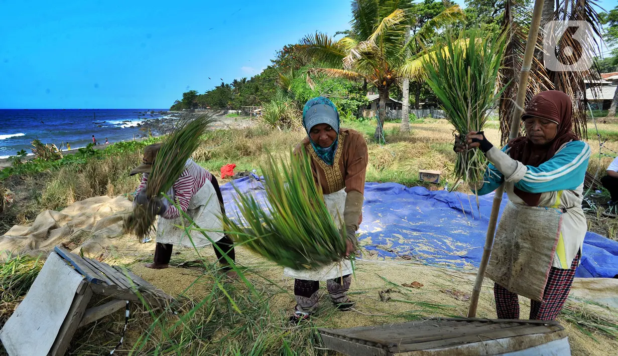 Petani melakukan panen padi jenis Ciherang di kawasan Pantai Sukawayana, Pelabuhan Ratu, Sukabumi, Minggu (1/12/2019). Saat ini harga gabah kering mencapai Rp 5600/ kg dari harga semula Rp Rp 4700/kg. (merdeka.com/Arie Basuki)