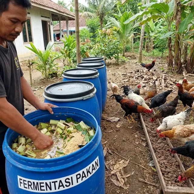 Alternatif Pakan Ternak Ayam Protein Tinggi Tidak Perlu Beli