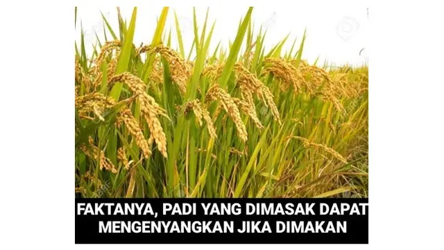 6 Meme Tentang Fakta Nyeneleh Ini Bikin Tepuk Jidat