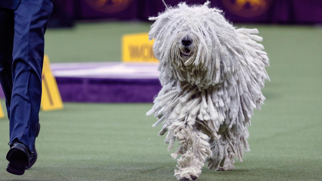 Anjing-Anjing Menggemaskan Tebar Pesona di Westminster Dog Show 2020