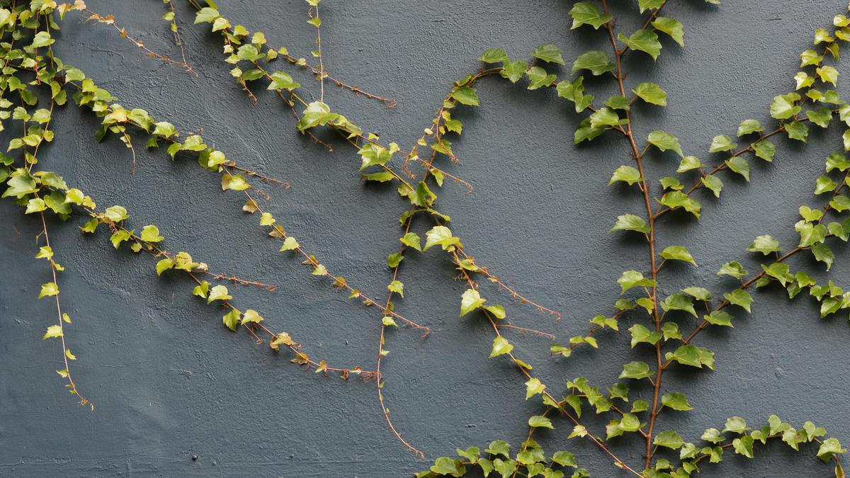 8 Jenis Tanaman Rambat yang Bisa Rusak Tembok, Ketahui Cara Mengatasinya
