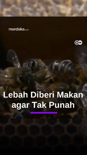 Mahasiswa Kolombia Ciptakan Pakan untuk Selamatkan Lebah #Mdkdw26