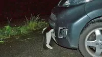 kucing itu tetap hidup dan tersangkut di kisi-kisi pada bumper mobil yang bolong.