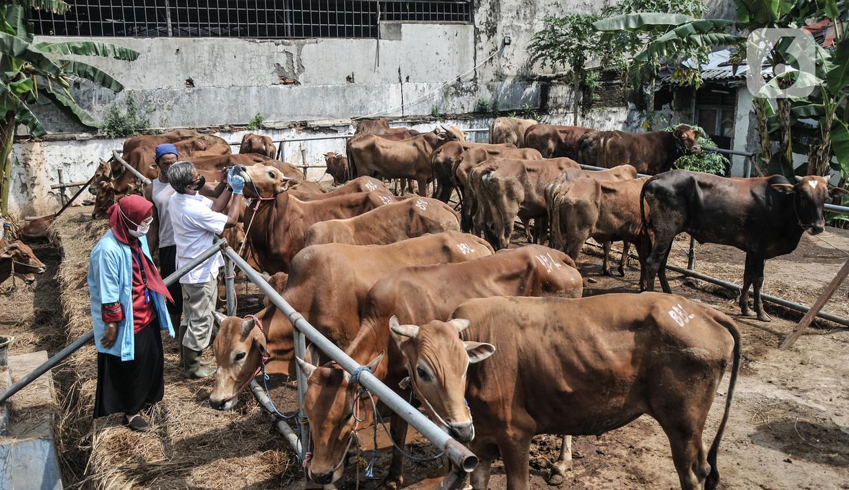 Tim dokter dari Sudin KPKP Jakarta Timur memeriksa kesehatan hewan kurban di salah satu tempat penjualan di Jalan I Gusti Ngurah Rai, Jakarta, Kamis (15/7/2021). Pemeriksaan akan terus berlangsung hingga 19 Juli mendatang atau sehari sebelum Hari Raya Idul Adha. (merdeka.com/Iqbal S. Nugroho)