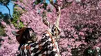 Seorang perempuan muda mengambil foto boneka saat orang-orang keluar ke Taman Ueno untuk melihat bunga sakura awal di Tokyo pada 14 Maret 2023. Pengunjung taman Ueno di Tokyo menikmati bunga sakura yang mekar lebih awal dari biasanya pada musim ini.  (Photo by Richard A. Brooks / AFP)