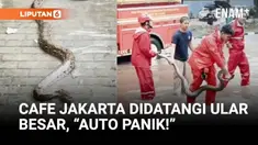 Seekor ular sanca kembang sepanjang sekitar 2,5 meter muncul dan menggegerkan kawasan Jalan Agung Indah, Sunter Agung, Tanjung Priok, Jakarta Utara, saat banjir melanda wilayah tersebut.